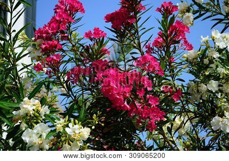 Delicate Beautiful Flowers Of Oleander On The Coast Of Turkey