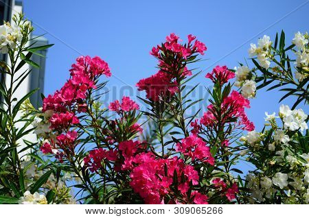 Delicate Beautiful Flowers Of Oleander On The Coast Of Turkey