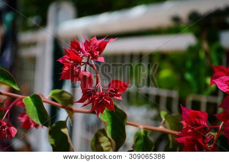 Delicate Beautiful Flowers Of Oleander On The Coast Of Turkey