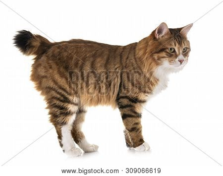 Kurilian Bobtail In Front Of White Background