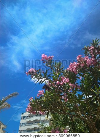 Delicate Beautiful Flowers Of Oleander On The Coast Of Turkey