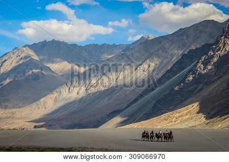 Camel Ride In The Cold Desert Of Ladakh. Ladakh Landscape With Desert Mountains And Blue Sky