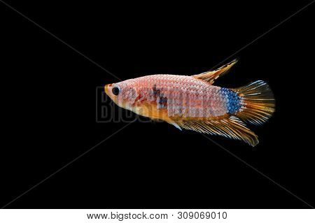 Beautiful Style Of Betta Fish, Siamese Fighting Fish, Betta Splendens (halfmoon Betta), Isolated On