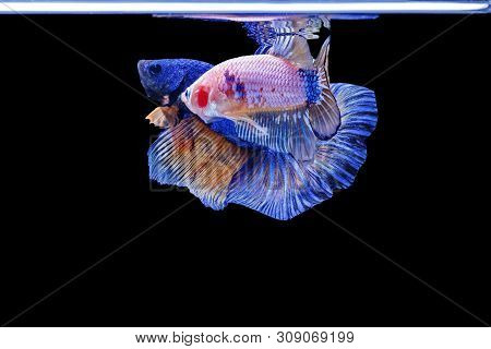 Beautiful Style Of Betta Fish, Siamese Fighting Fish, Betta Splendens (halfmoon Betta), Isolated On