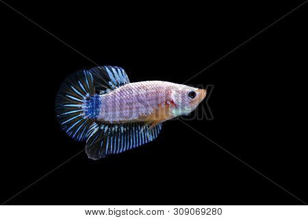Beautiful Style Of Betta Fish, Siamese Fighting Fish, Betta Splendens (halfmoon Betta), Isolated On
