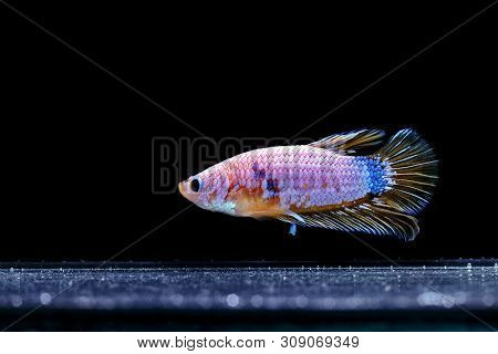 Beautiful Style Of Betta Fish, Siamese Fighting Fish, Betta Splendens (halfmoon Betta), Isolated On