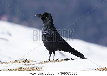 Long Billed Crow, Corvus Macrorhynchos, Tungnath At Uttarakhand, India