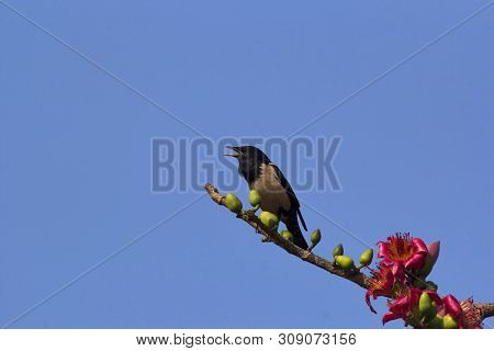 Rosy Starling, Pastor Roseus At Kolhapur In Maharashtra, India