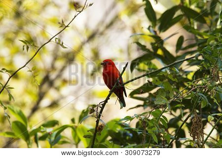 Scarlet Finch, Carpodacus Sipahi At Mandal In Uttarakhand, India.