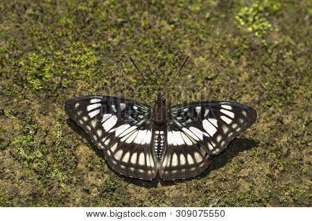 Black-vein Sergeant, Athyma Ranga, Namdapha Tiger Reserve From Arunachal Pradesh, India