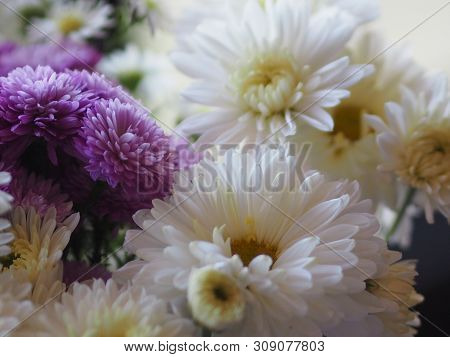 Violet And White Flower Petals Stacked Into Layers Name Gerbera Jamesonii ,compositae,gerbera,barber