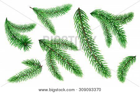 Set Of Pine Tree Branches Or Fir Tree Twig. Evergreen Or Coniferous Plant Parts With Needles Or Pric