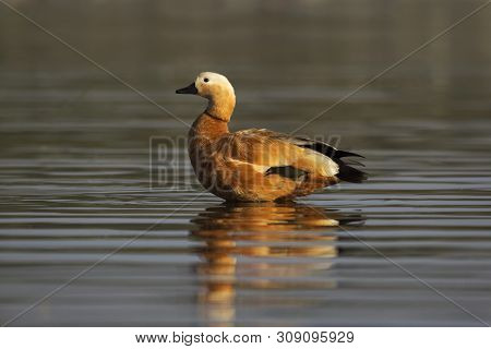 Brahminy Duck At Bhigvan In Pune, Maharashtra, India