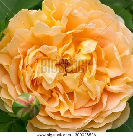 Blooming Yellow Rose In The Garden On A Sunny Day. David Austin Rose Golden Celebration