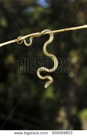Ahetulla Perroteti At Ooty, Tamil Nadu, India