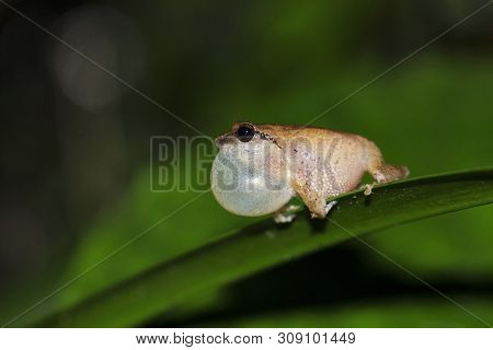 Raorchestes Anili At Valaparai In Tamil Nadu, India.