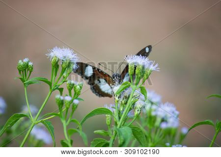 Eggfly Butterfly Sitting On The Flower Plant With A Nice Soft Background In Its Natural Habitat