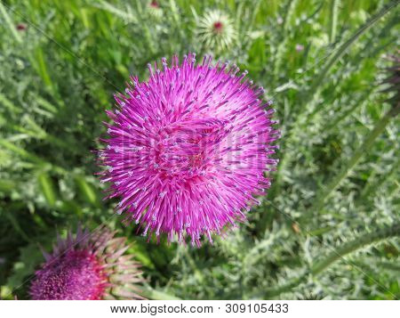 Carduus Acanthoides. Thistle Prickly Bud Close Up On A Green Background. Turkey.
