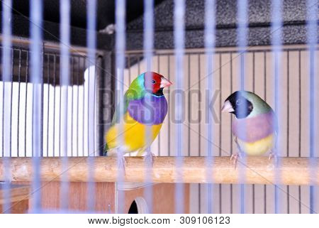 A Nice Gouldian Finch Bird Inside The Cage