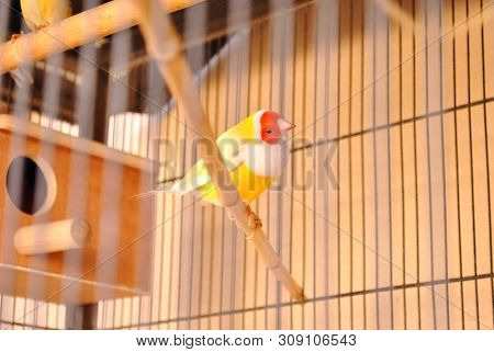 A Nice Gouldian Finch Bird Inside The Cage