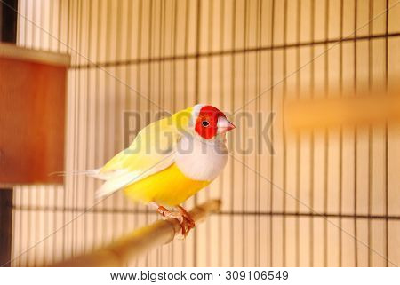 A Nice Gouldian Finch Bird Inside The Cage