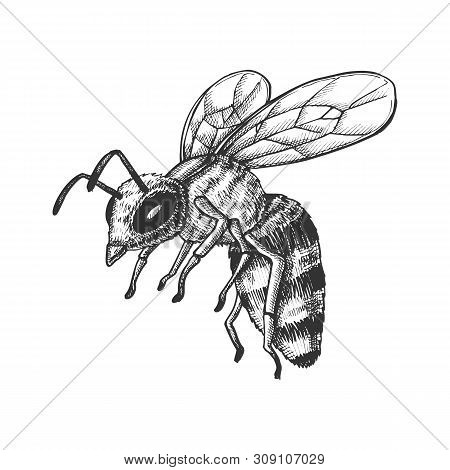 Flying Honey Bee Insect Gathering Nectar . Bee With Wing And Feeler. Fly Animal Honeybee Nature Poll