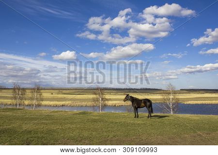 Dark Horse On A Green Spring Meadow Against The Backdrop Of A River Valley With Dry Reeds Under A Br