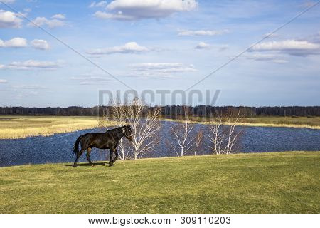 Dark Horse On A Green Spring Meadow Against The Background Of A River Valley With Dry Reeds Under A 