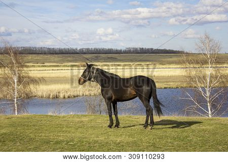 Brown Horse Closeup On A Green Spring Meadow Against The Backdrop Of A Valley With A River And Dry R