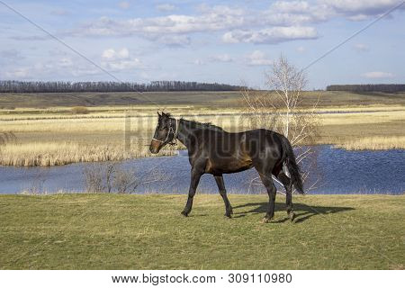 Brown Horse Closeup On A Green Spring Meadow Against The Background Of A River Valley With A Forest 