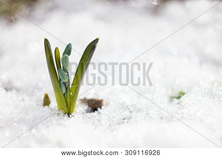 Small Blue Snowdrop With A Place Under The Inscription. Early Spring. Blue Proles