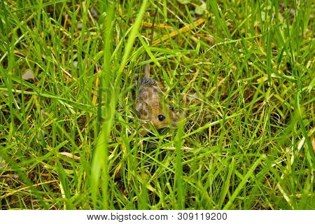A Little Shrew Hides In The Grass In Front Of A Cat