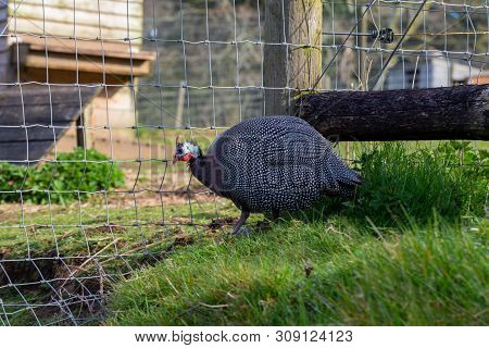 Male Guinea Fowl (numida Meleagris) On A Farm