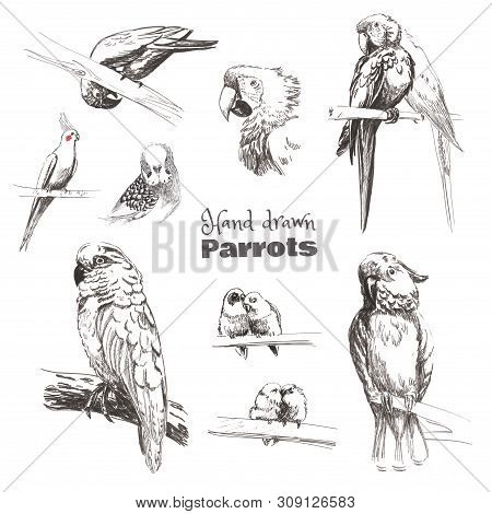Hand-drawn Sketch Birds.  Monochrome Black And White Parrots: Budgerigar, Cockatoo, Macaw, Corella, 