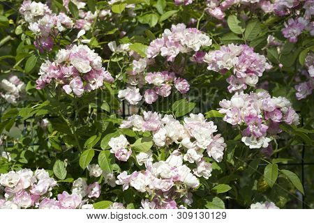 Beautiful Summer Pink Roses, Photo Of Flowers