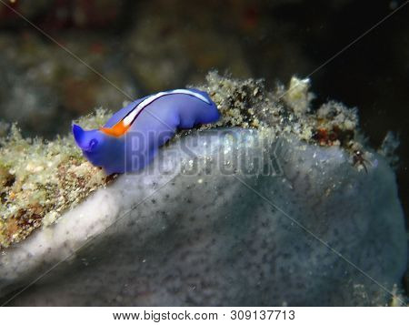 Closeup And Macro Shot Of Red-tipped Flatworm During A Leisure Dive In Mabul Island, Semporna, Tawau