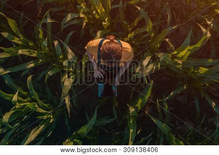 Agronomist Farmer Woman Using Tablet Computer In Corn Field. Aerial View Of Female Farm Worker In Ma