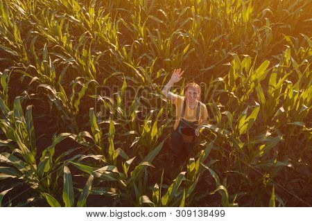 Agronomist Farmer Woman Using Tablet Computer In Corn Field. Aerial View Of Female Farm Worker In Ma