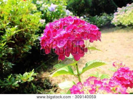 Hydrangea Suguk Festival In Taejongsa Buddhist Temple, Taejongdae, Busan, South Korea, Asia