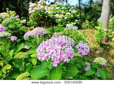 Hydrangea Suguk Festival In Taejongsa Buddhist Temple, Taejongdae, Busan, South Korea, Asia