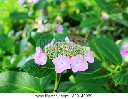 Hydrangea Suguk Festival In Taejongsa Buddhist Temple, Taejongdae, Busan, South Korea, Asia