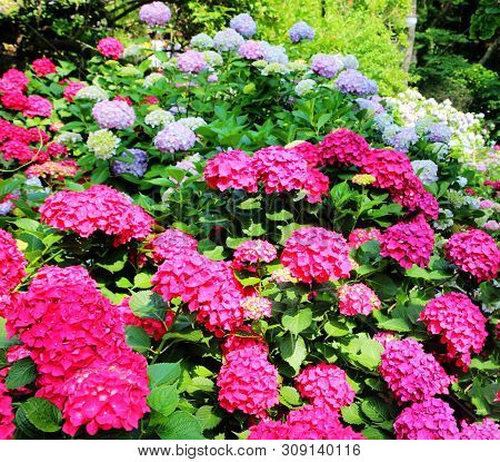 Hydrangea Suguk Festival In Taejongsa Buddhist Temple, Taejongdae, Busan, South Korea, Asia