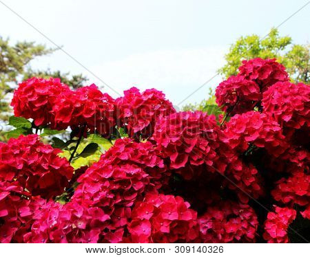 Hydrangea Suguk Festival In Taejongsa Buddhist Temple, Taejongdae, Busan, South Korea, Asia
