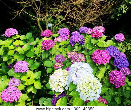 Hydrangea Suguk Festival In Taejongsa Buddhist Temple, Taejongdae, Busan, South Korea, Asia
