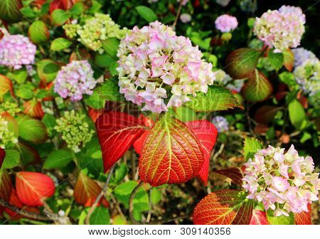 Hydrangea Suguk Festival In Taejongsa Buddhist Temple, Taejongdae, Busan, South Korea, Asia
