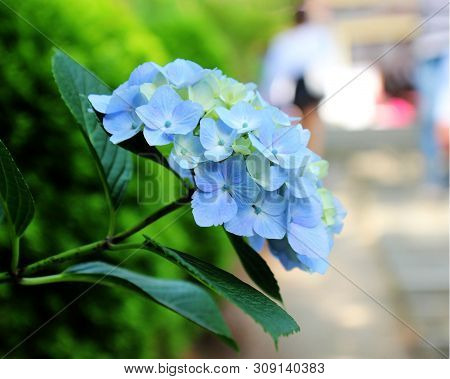 Hydrangea Suguk Festival In Taejongsa Buddhist Temple, Taejongdae, Busan, South Korea, Asia