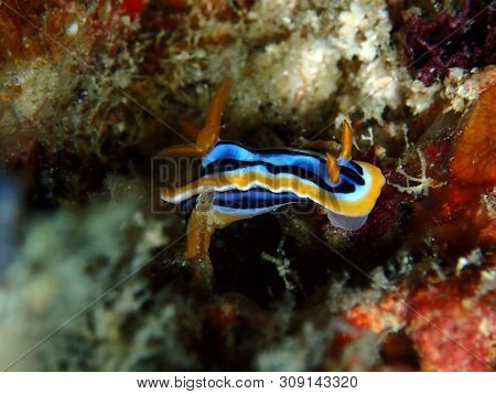 Closeup And Macro Shot Of Nudibranch Chromodoris Anne During A Leisure Dive In Mabul Island, Semporn