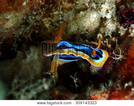 Closeup And Macro Shot Of Nudibranch Chromodoris Anne During A Leisure Dive In Mabul Island, Semporn