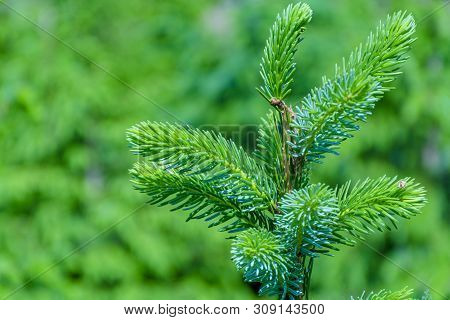 Background With High Quality Christmas Trees, Young Green Nordmann Fir