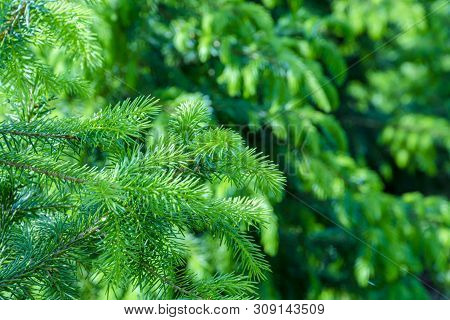Background With High Quality Christmas Trees, Young Green Nordmann Fir